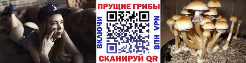 цена наркотик  Кинель  Псилоцибиновые грибы мухоморы 